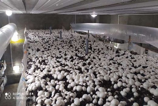 اشتغالزایی کارآفرین بسیجی برای 10 نفر با احداث کارگاه پرورش قارچ/ یک تولیدکننده از مسئولین انتظار حمایت دارد