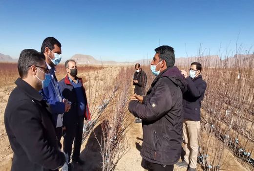 ضرورت ایجاد مزرعه اصلاح شده انار برای شهرضا