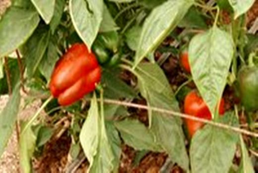 صرفه جویی ۵۰ درصدی در مصرف آب در گلخانه‌های استان اصفهان