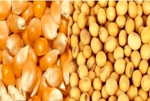 توزیع بیش از 100 هزار تن نهاده دامی در مرودشت