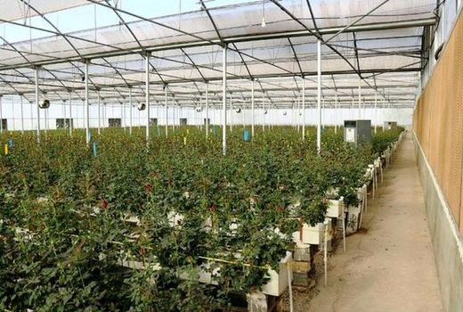 توسعه زیرساخت‌های شهرک‌های کشاورزی در چهارمحال و بختیاری 