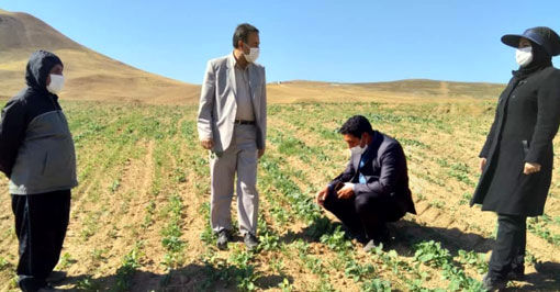 کشت 83 هکتار کلزا در شهرستان هشترود 