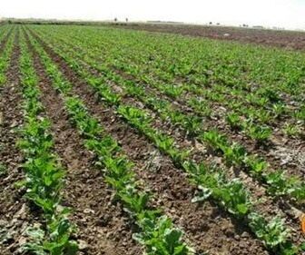 پیش بینی افزایش 2.5 برابری کشت چغندر قند پاییزه در کازرون 
