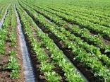 کارگاه آموزشی کاشت چغندر علوفه ای در شهرستان بردسیر برگزار شد
