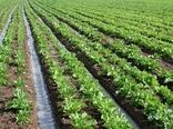 کارگاه آموزشی کاشت چغندر علوفه ای در شهرستان بردسیر برگزار شد