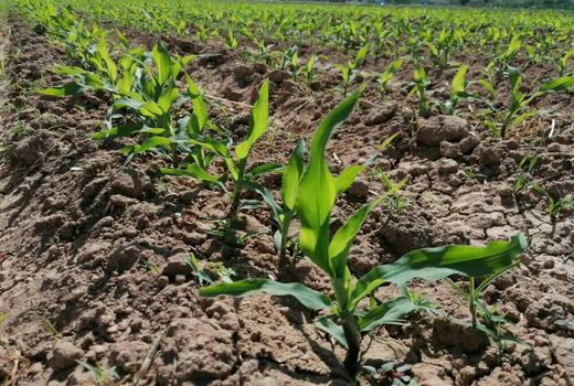 آغاز کشت ذرت علوفه ای در شهرستان فارسان