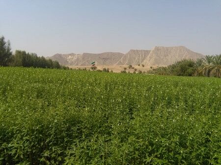  کاشت مکانیزه کنجد در شهرستان خنج