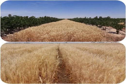 پیش‌بینی تولید بالغ بر 35 هزار تن گندم در استان یزد 