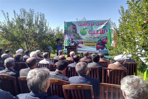 جشن برداشت محصول سیب در یکی از باغات روستای نخود آباد شهرستان هشترود برگزار شد