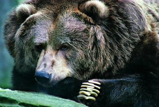 پرداخت خسارت خرس‌های سیاه بلوچی و قهوه‌ای به کشاورزان