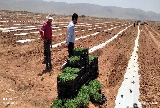 پیش بینی کشت 2 هزار و 500 هکتار گوجه فرنگی در اقلید