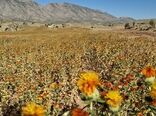 درخشش مزرعه گلرنگ در"دوتوترک" فیروزآباد؛ ۵۰ تن محصول با کیفیت در آستانه برداشت