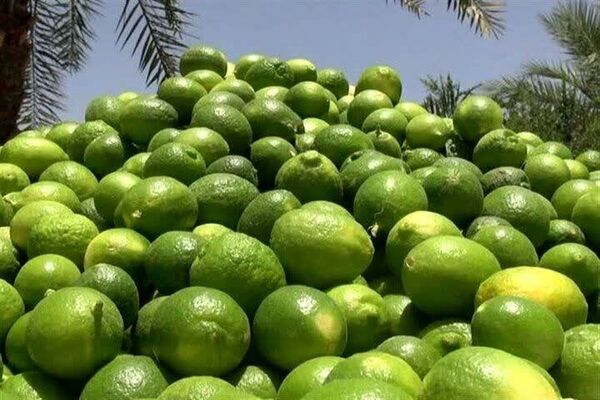 تولید سالانه بیش از ۱۵۰ هزار تن لیموترش در جهرم
