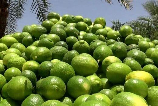 تولید سالانه بیش از ۱۵۰ هزار تن لیموترش در جهرم