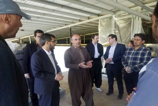 چشم انداز شرکت قارچ کشت اورامان سبز برای تولید 2 هزارو 300تن در سال