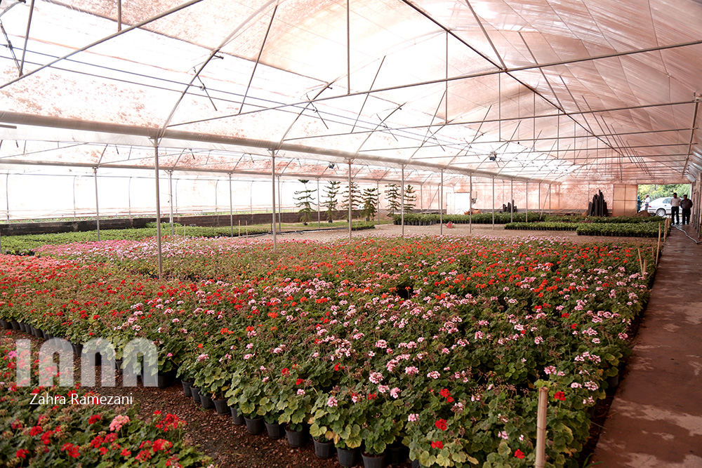 گلخانه صادراتی محلات استان مرکزی