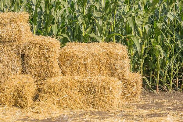 آشنایی با اهمیت حفاظت از اراضی کشاورزی در دزفول