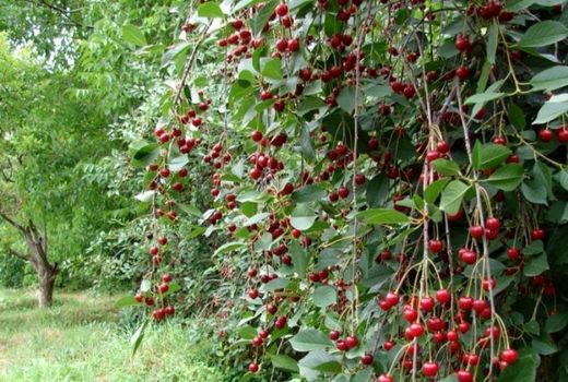 جشنواره آلبالو در 