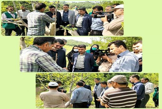 پیوند سرشاخه کاری گردو انجام شد