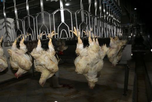 تولید گوشت مرغ در خراسان شمالی ۲۱ درصد افزایش یافت