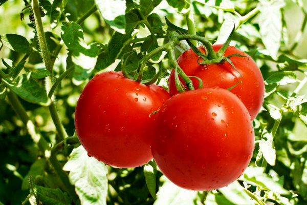 کمبود آب و گرمای شدید، برداشت گوجه را جلو انداخت