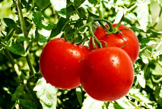 کمبود آب و گرمای شدید، برداشت گوجه را جلو انداخت