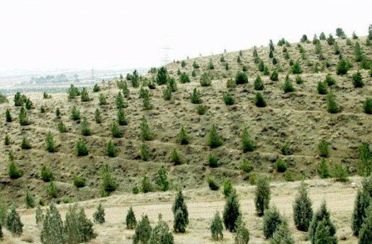 150 هکتار از اراضی بیابانی بخش امیرآباد شهرستان دامغان نهال‌کاری شد