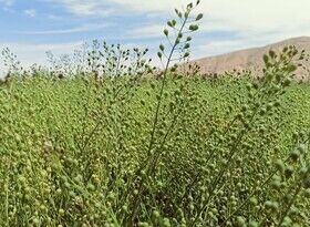 کشت ۴ هکتار گیاه روغنی کاملینا برای نخستین بار در مهاباد