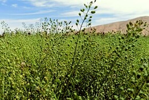 کشت ۴ هکتار گیاه روغنی کاملینا برای نخستین بار در مهاباد