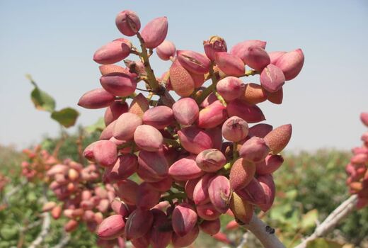 اجرای طرح آزمایش سازگاری ارقام نوین پسته در نی‌ریز