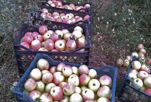 نگرانی باغداران دهاقانی از کاهش نرخ فروش سیب گلاب 