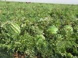 برداشت هندوانه و خربزه از مزارع شهرستان ارزوئیه 
