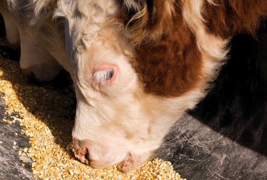 افزایش نزدیک به 46 درصدی واردات ذرت دامی