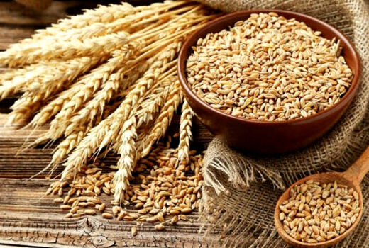 تکذیب کمبود بذر گواهی شده در شهرستان مرودشت