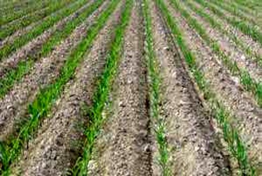 کاهش مصرف بذر و بهبود عملکرد با کشت روی پشته گندم
