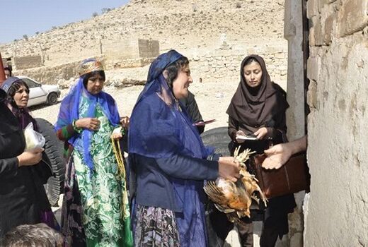 توزیع نیمچه مرغ  بومی در مناطق عشایری فارس