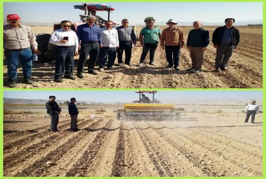 آغاز کشت 9 هزار هکتار گندم در فسا