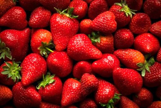 آغاز برداشت توت فرنگی از مزارع رستم