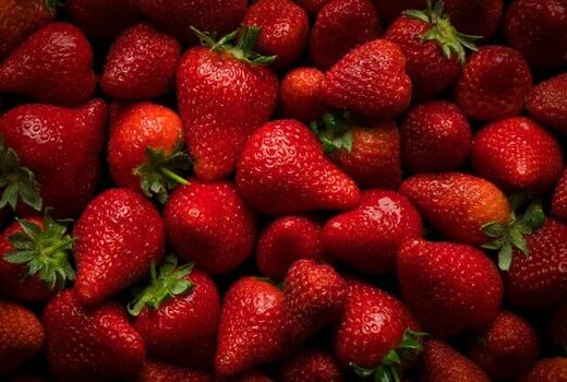 آغاز برداشت توت فرنگی از مزارع رستم