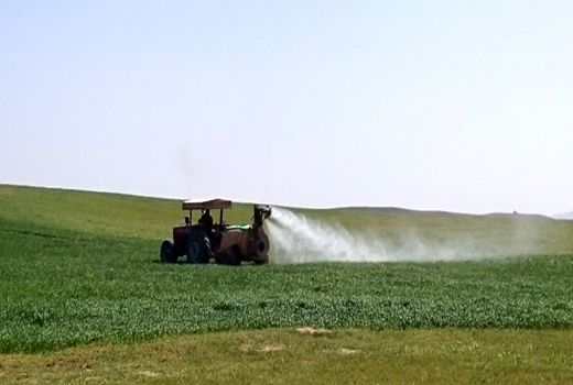کنترل عوامل خسارت‌زای گندم و جو در سطح بیش از 70 هزار هکتار از مزارع غلات استان مرکزی
