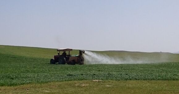 کنترل عوامل خسارت‌زای گندم و جو در سطح بیش از 70 هزار هکتار از مزارع غلات استان مرکزی