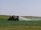 کنترل عوامل خسارت‌زای گندم و جو در سطح بیش از 70 هزار هکتار از مزارع غلات استان مرکزی
