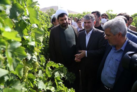 بهره برداری و افتتاح طرح فراز باغات انگور در شهرستان ملایر 