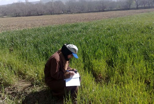 بیش از ۳۵ هزار هکتار از مزارع و باغات بجنورد تحت پوشش شبکه مراقبت  