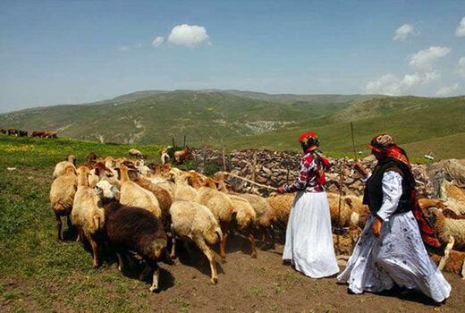 جهش 4 هزار میلیارد ریالی درآمدهای عشایر قزوین، نقشی بی‌بدیل در اقتصاد و امنیت غذایی استان