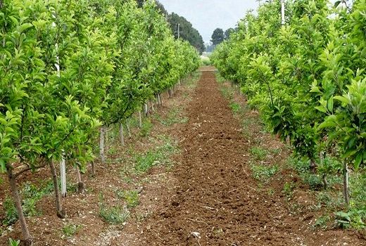 آغاز طرح نوسازی و جایگزینی باغات استان سمنان 