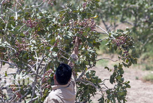 افزایش 15 درصدی تولید پسته با آبیاری مکانیزه