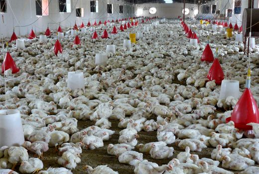 28 هزارتن گوشت مرغ درسیستان و بلوچستان تولید شد