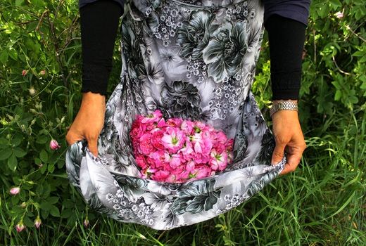 برداشت گل محمدی-شهرستان آران و بیدگل