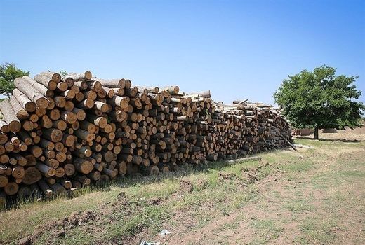 باند بزرگ قطع درختان بلوط در فارس متلاشی شد